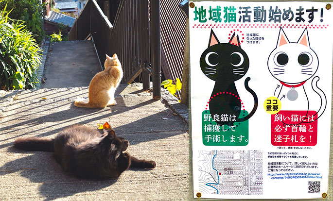 急遽猫を飼う コンサルタントブログ メイツ中国転職プロジェクト