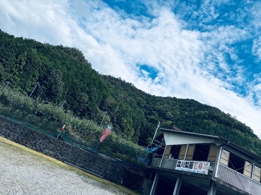 （絶好の梨狩り日和）